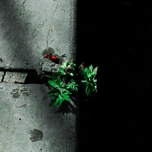 黄色一级色一级今
